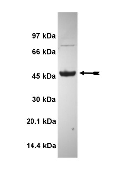 Eurofins DiscoverX MLCK Protein, Active 10 &mu;g | Buy Online | Eurofins DiscoverX | Fisher Scientific